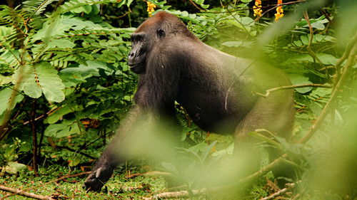 Gorillas hautnah Bild 7