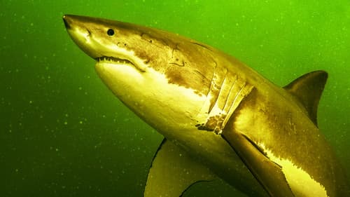 Die Rückkehr der Weißen Haie Bild 1