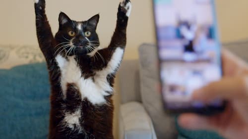 Cat Daddies - Freunde für sieben Leben Bild 2