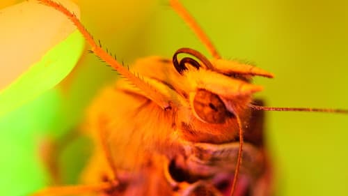 Burning Stone Bild 1