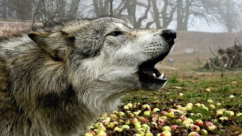 Mit Wölfen unter einer Decke Bild 1