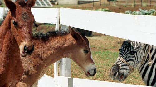 Im Rennstall ist das Zebra los Bild 6