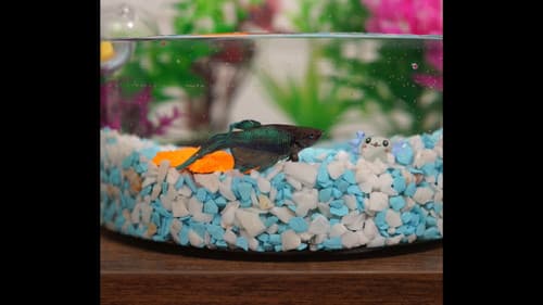 Figura Ornamental Decorativa Bild 1