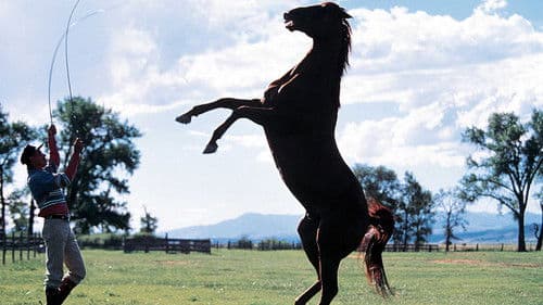 Der Pferdeflüsterer Bild 6