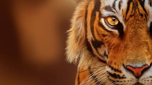 Tiger auf dem Vormarsch Bild 5