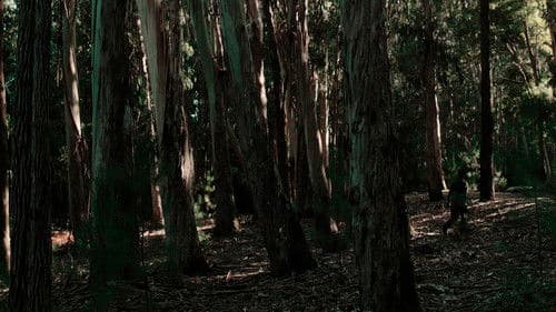 Onde dormen as gaivotas Bild 1