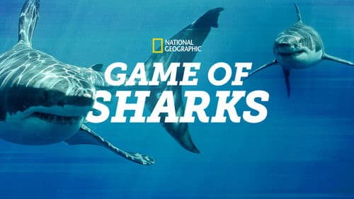 Das Turnier der Haie Bild 4