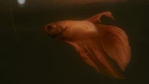 Behind the Pose Bild 3