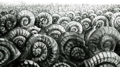 Les escargots Bild 6
