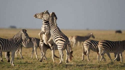 Nature: Great Zebra Exodus Bild 1