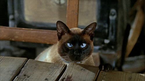 Die unglaubliche Reise Bild 8