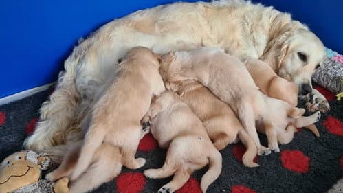 Puppy School for Guide Dogs Bild 2