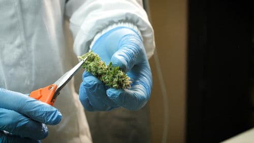 Canapa Nostra Bild 1