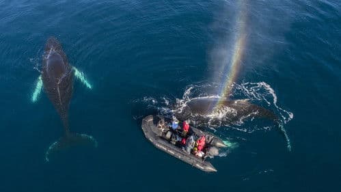 Whales in a Changing Ocean Bild 1