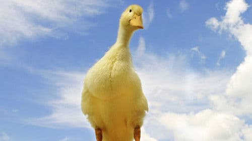 Les Aventures de Saturnin Bild 2