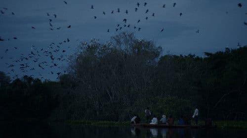 Luz nos Trópicos Bild 1