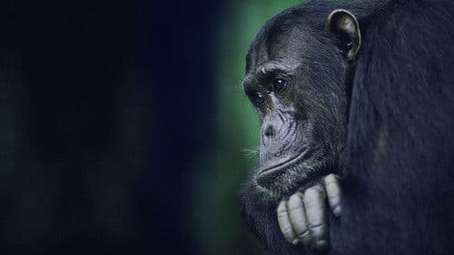 Königreich der Affen: Frontlinien Bild 2