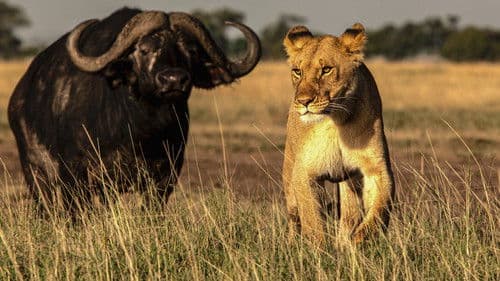 Tribe vs Pride Bild 5