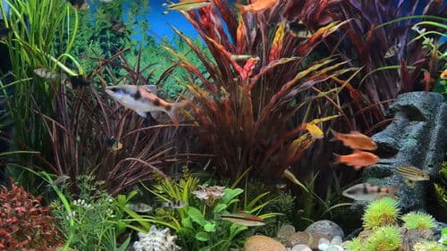 Aquarium 3 Stunden Bild 1