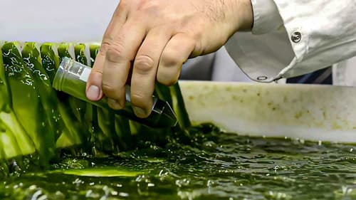 Algen: Ein unbekannter Rohstoff Bild 1