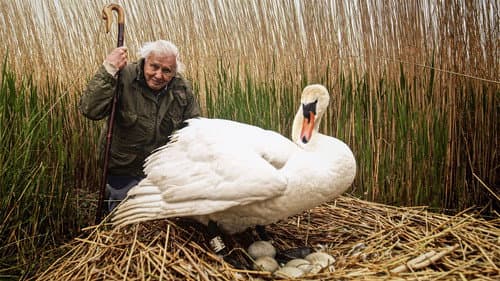Attenborough's Wonder of Eggs Bild 2
