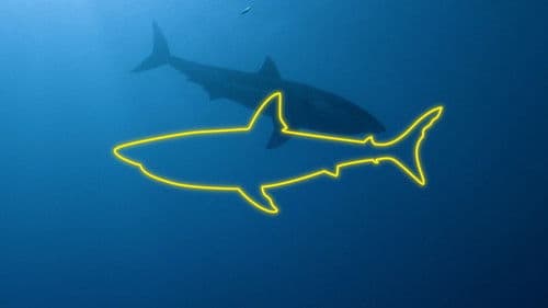 Das Turnier der Haie Bild 5