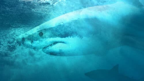 Haie: Meister der Tarnung? Bild 2