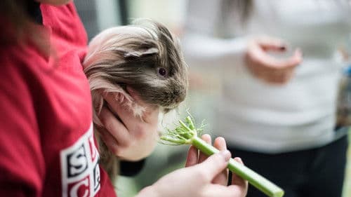 SPCA en action Bild 3