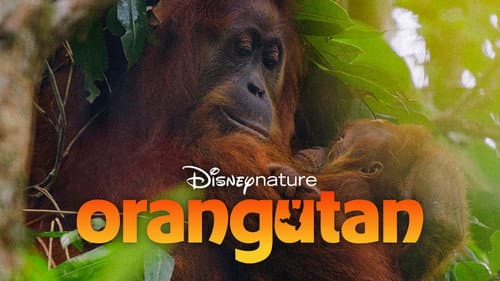 Orangutan Bild 1