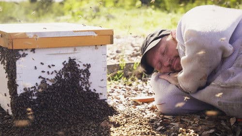 Charlie Bee Company Bild 4