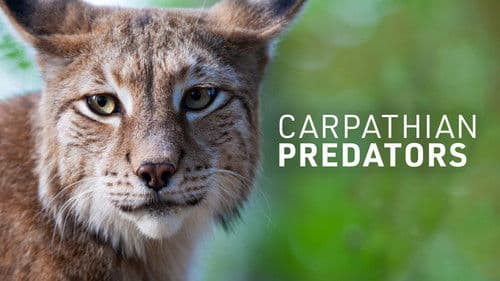 Carpathian Predators Bild 2