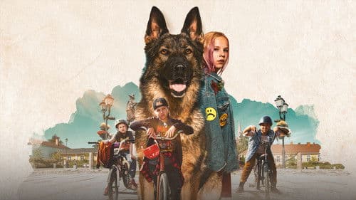 Susikoira Roi Bild 3