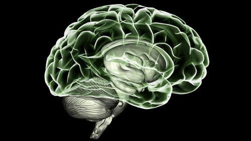 Expedition ins Gehirn Bild 2