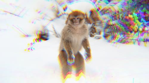 monkey facts. Bild 1