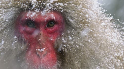 Japans Schneeaffen Hautnah Bild 1