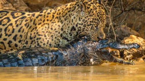 Jaguar vs. Krokodil Bild 6