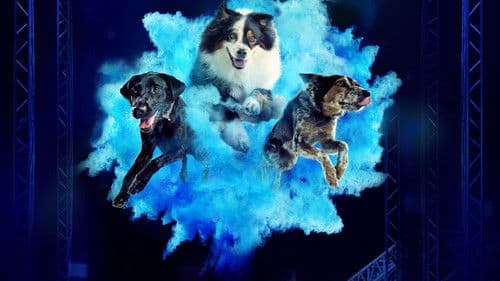 America's Top Dog Bild 3