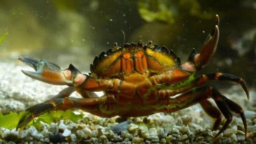 Ebbe - Ein tierisches Kammerspiel Bild 5