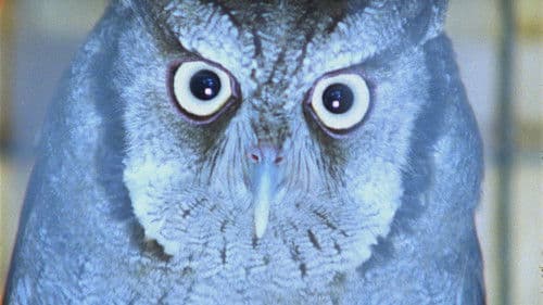 É Noite na América Bild 1