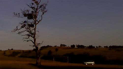 ხმელი ფოთოლი Bild 6