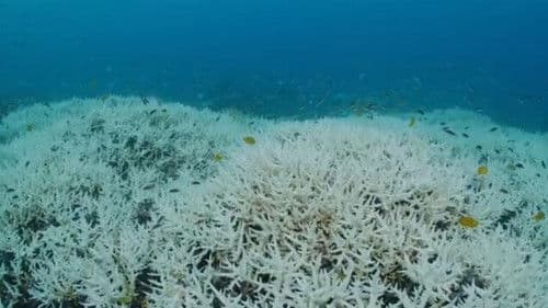 SANCTUARY - Safeguarding Australia's Oceans Bild 3