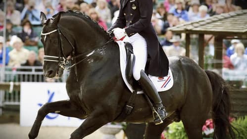 Totilas - Das Millionen-Geschäft mit dem Jahrhundertpferd Bild 1