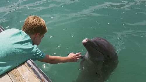 Echo der Delphin Bild 4