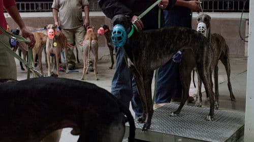 Crónica de un galgódromo Bild 1