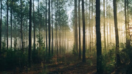 Into The Woods (AUS Productions) Bild 1