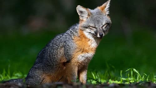 Wie der Graufuchs seine Insel rettete Bild 1