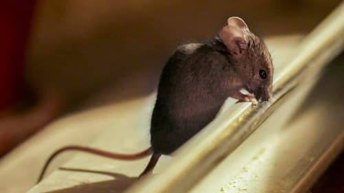 Meine wilden Nachbarn Bild 3