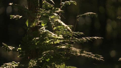 Kanklės: Redefining Tradition Bild 1