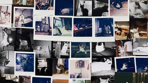 New York Cat Crisis Bild 2