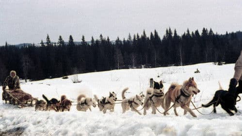 Ruf der Wildnis Bild 4